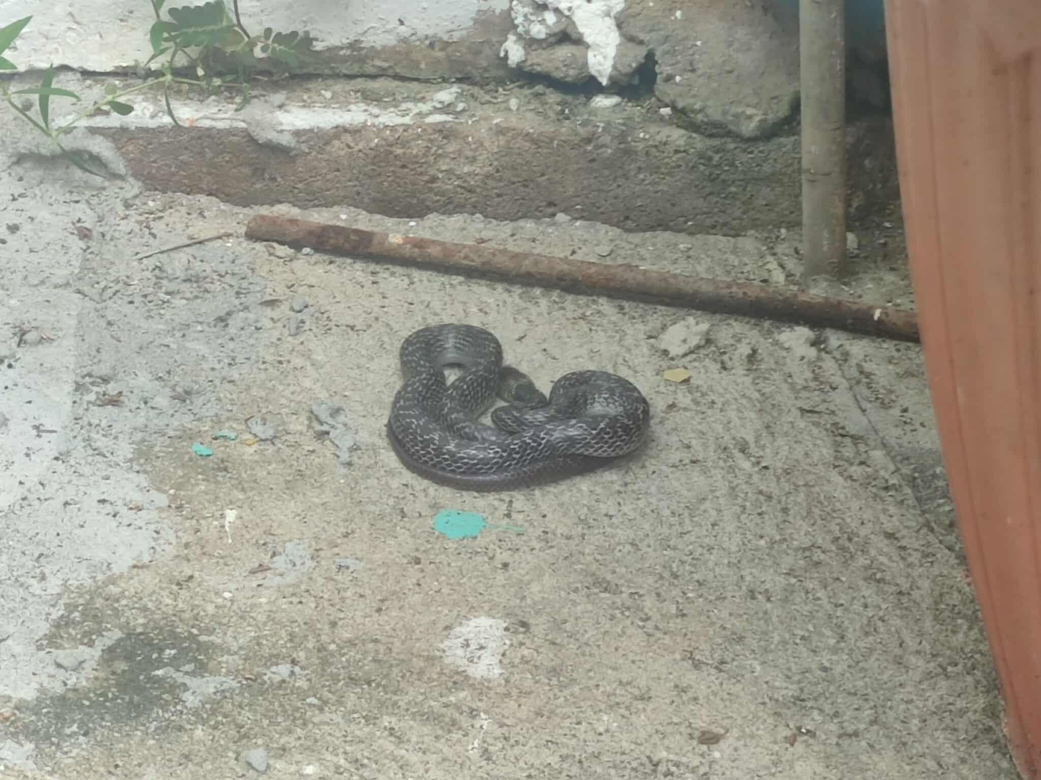 A dark grey and black speckled snake coiled loosely on rough concrete beside a rusty metal bar, a wooden fence, and a small green vine.