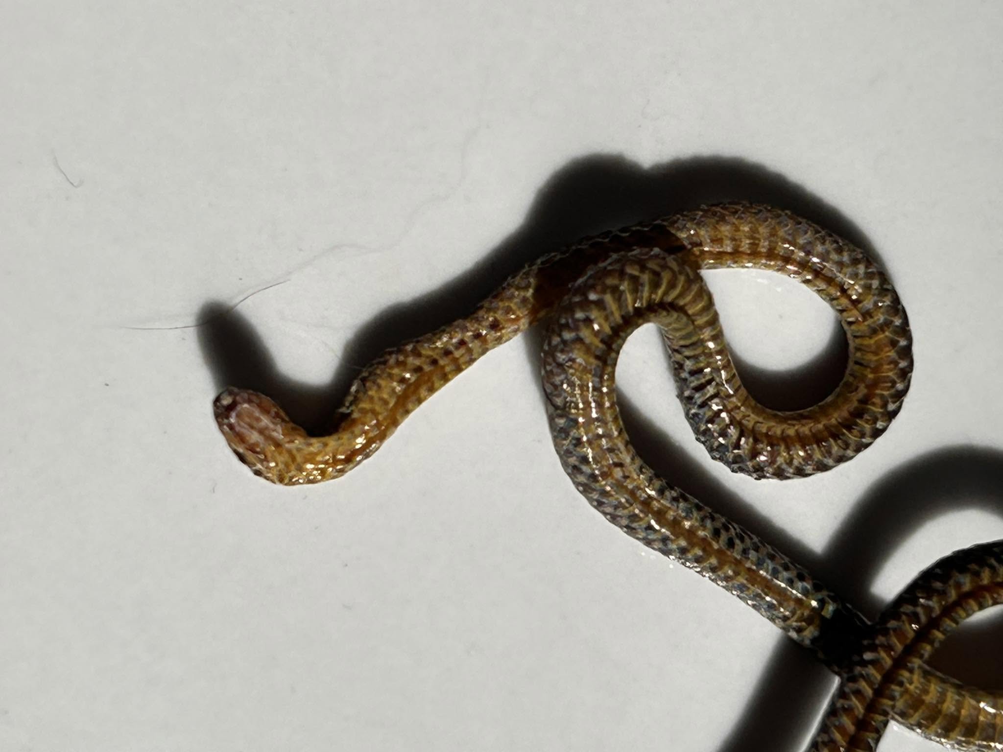 A small tan and brown mottled snake coiled loosely on a plain white surface, its head raised slightly off the ground.