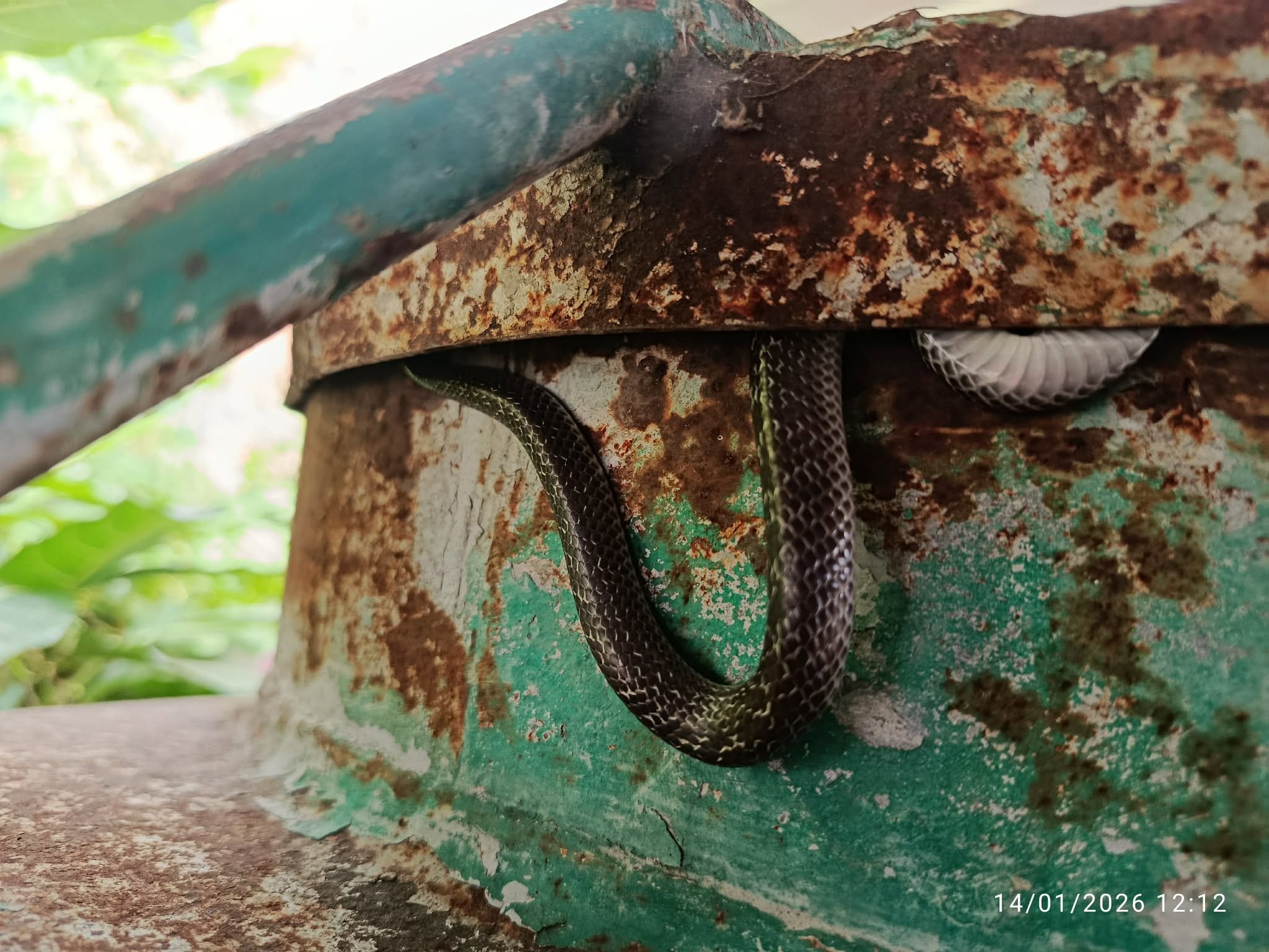 A dark, glossy snake with pale crossbands coiled in a tight U inside a gap between a rusty green metal frame and a wall.