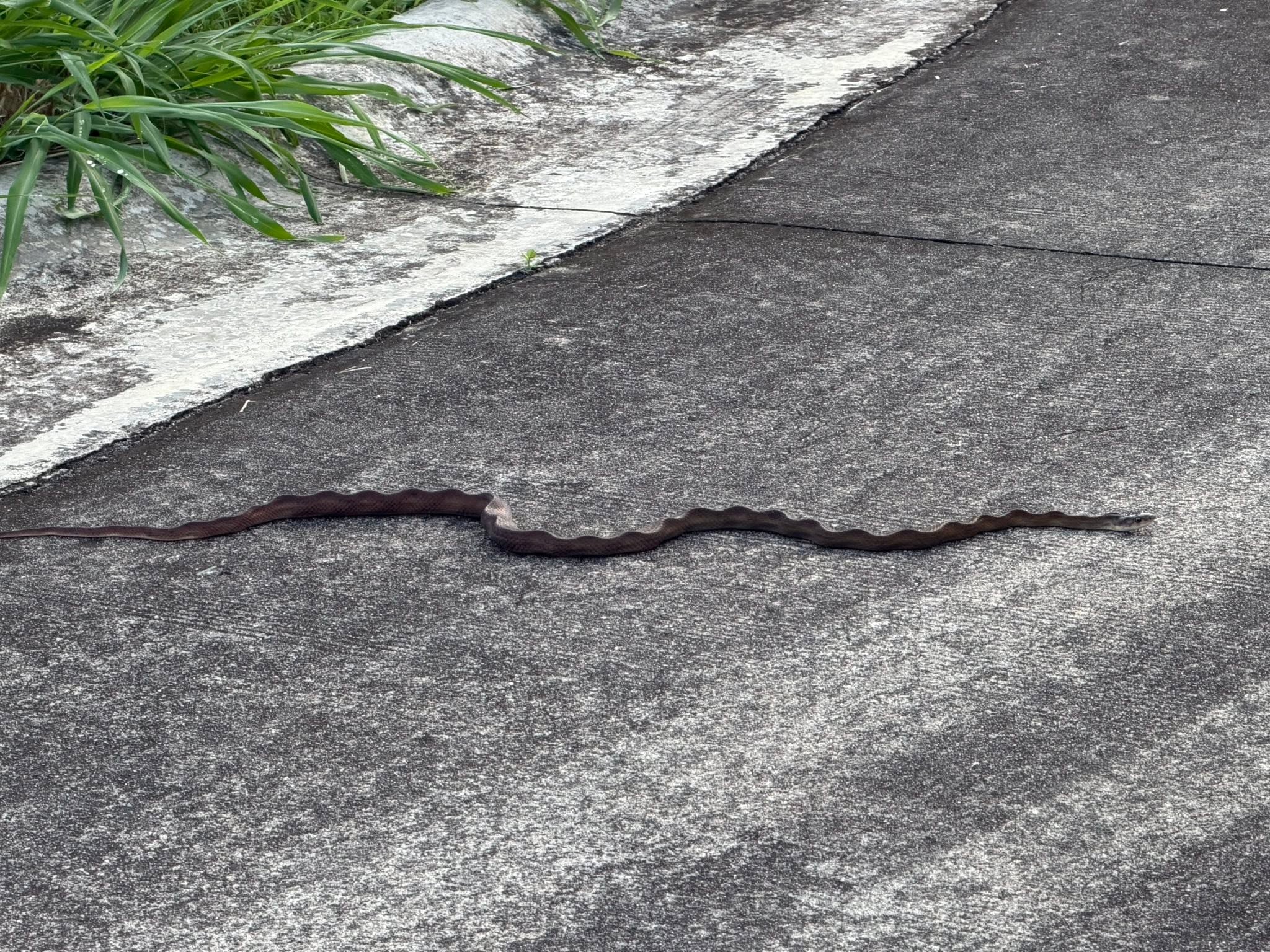 A slender dark brown snake stretched in a shallow S-curve across a bare concrete driveway, with a clump of grass at the edge of the pavement.