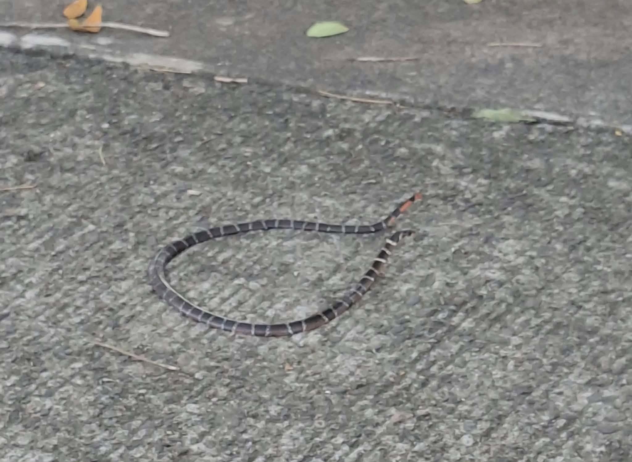A slender snake with narrow black and cream bands looped on grey concrete, its short tail tipped in bright coral red