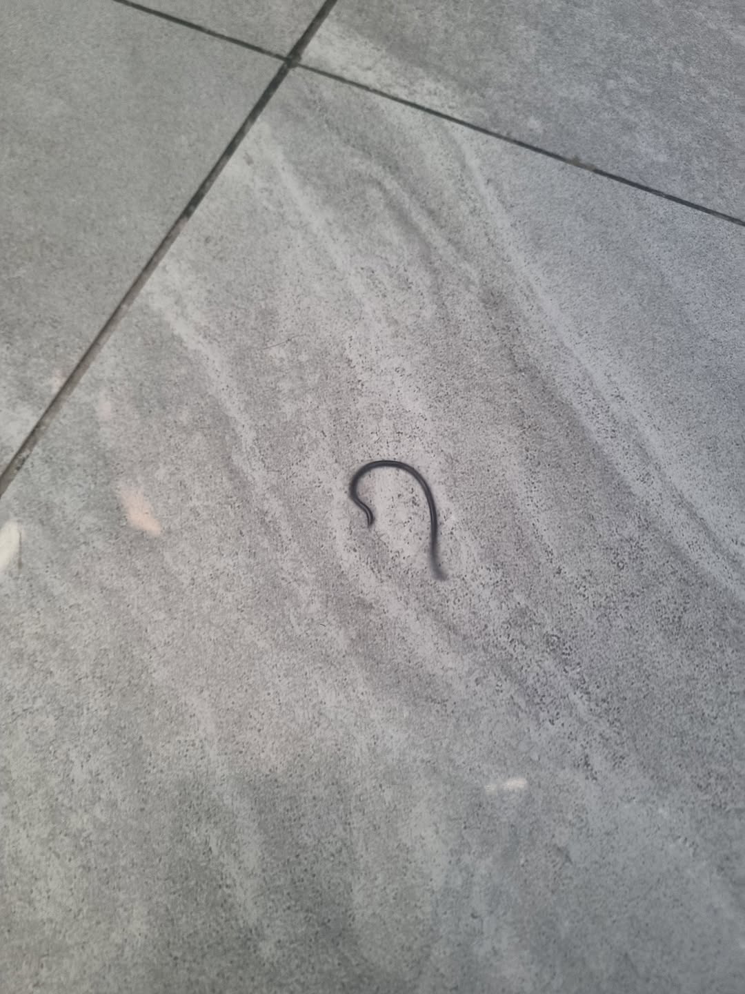 A very thin, glossy black snake coiled into a small loop on smooth grey floor tile.