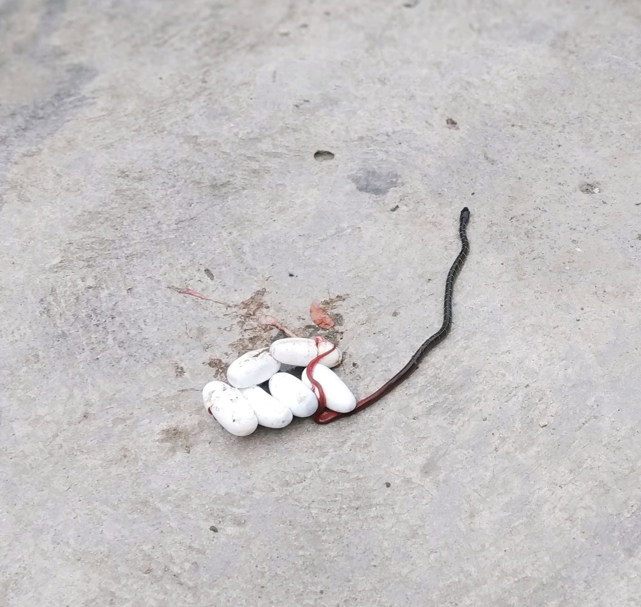 A dark grey ratsnake coiled in a loose loop on rough concrete, with two small white paper tags marking the spot