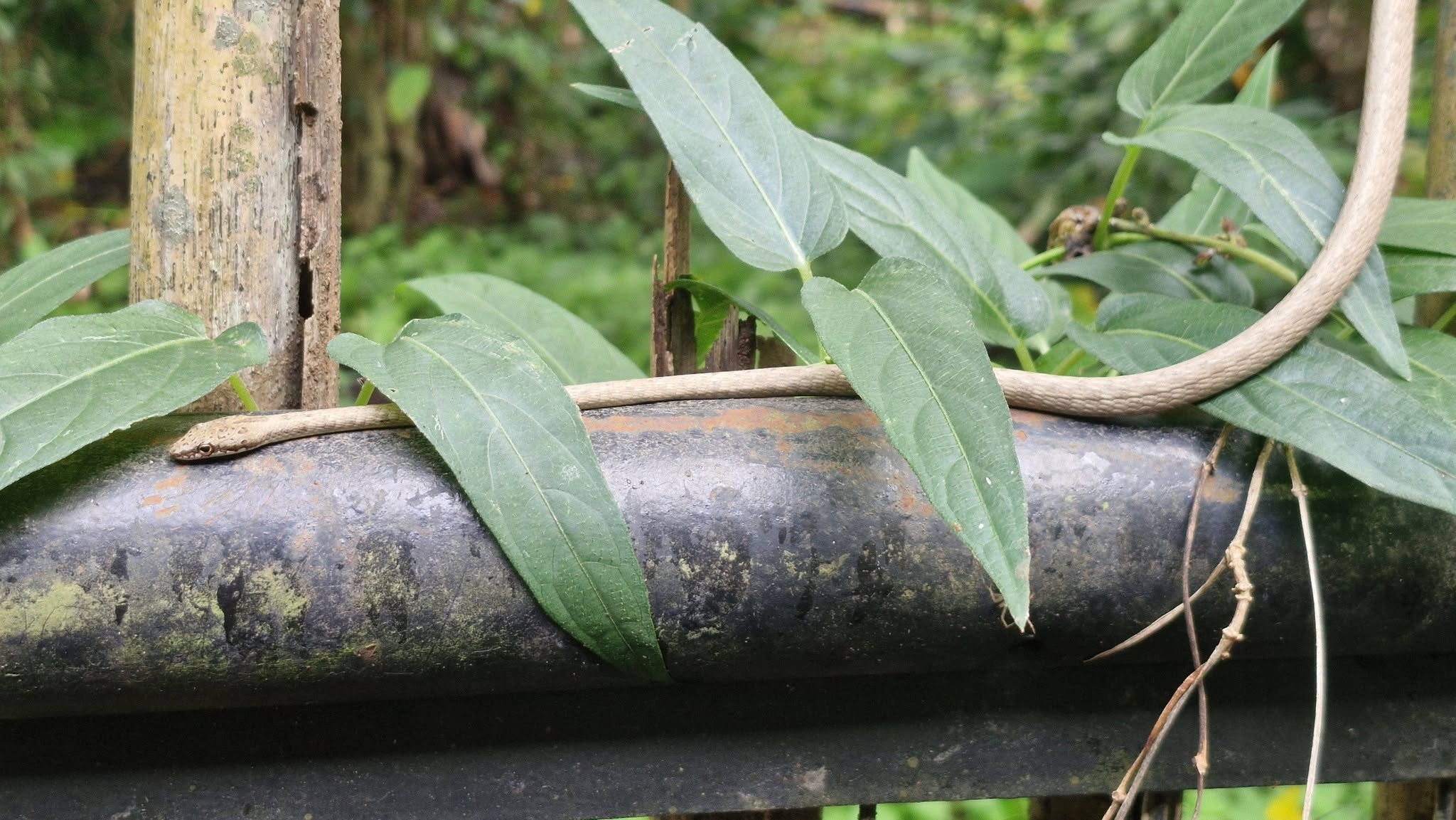 A thin, pale brown snake stretched along a dark metal pipe, half hidden among green leaves.