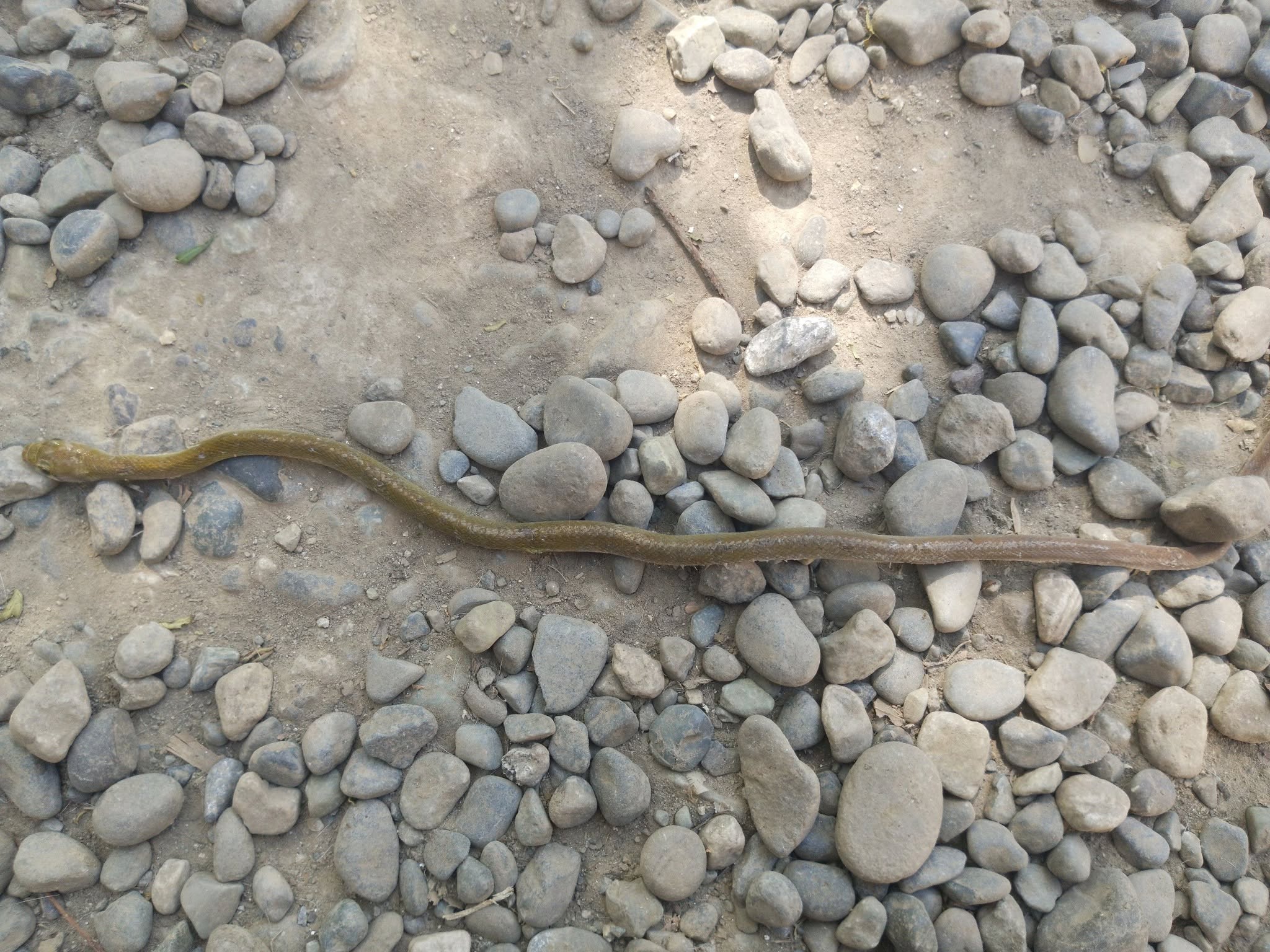 An olive-brown snake with a pale head threading between grey river pebbles on bare ground.