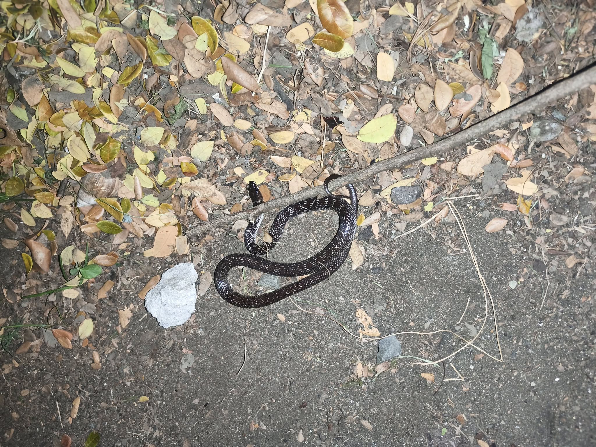 A glossy black snake with fine white speckles looped in a figure-eight over a fallen branch, on bare ground scattered with dry leaves.
