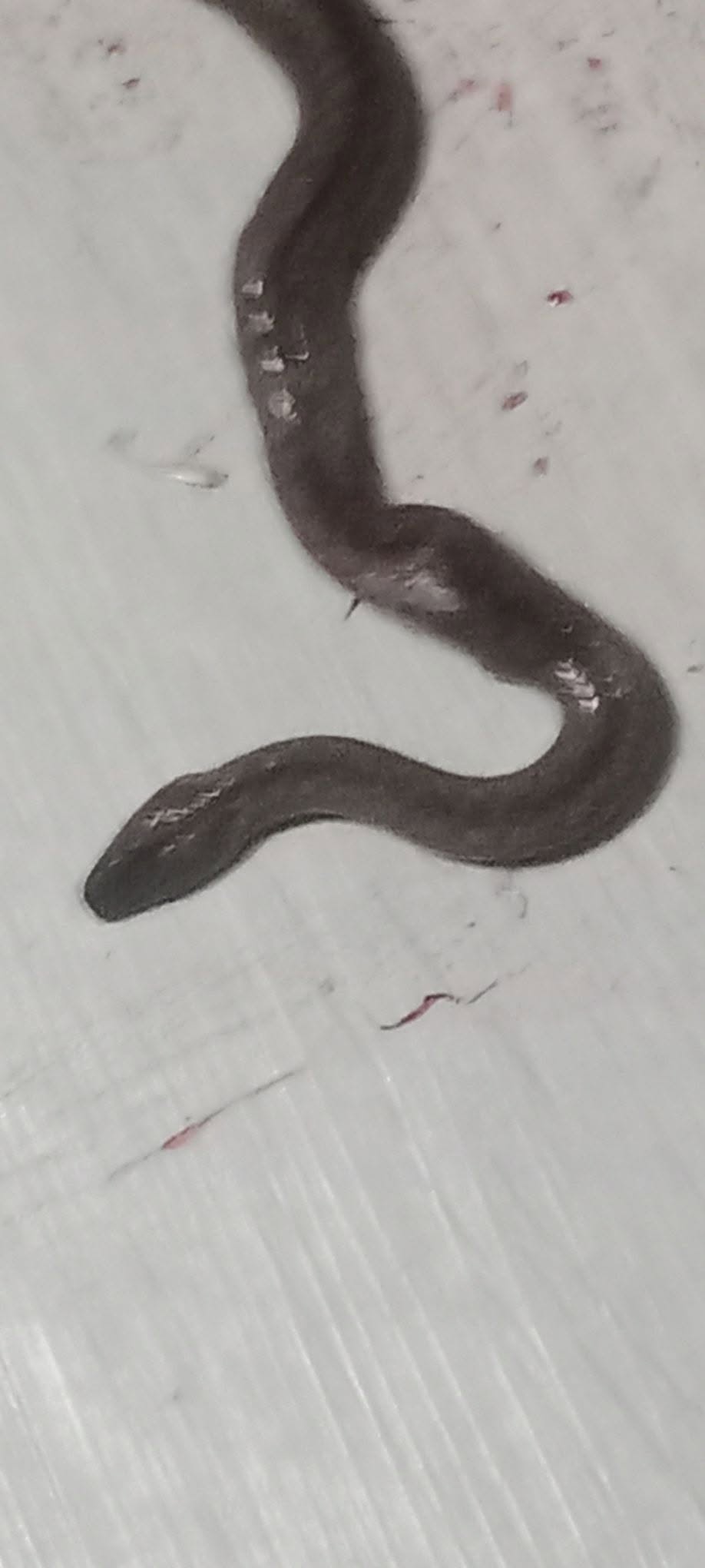 A slender dark brown snake stretched in an S-shape across a pale tiled floor, seen from above.