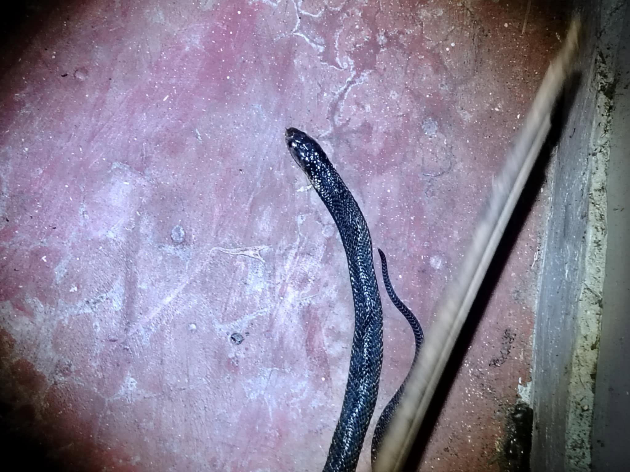 A glossy blue-black cobra with its head and neck raised off the ground, photographed at night against a pale pink concrete wall