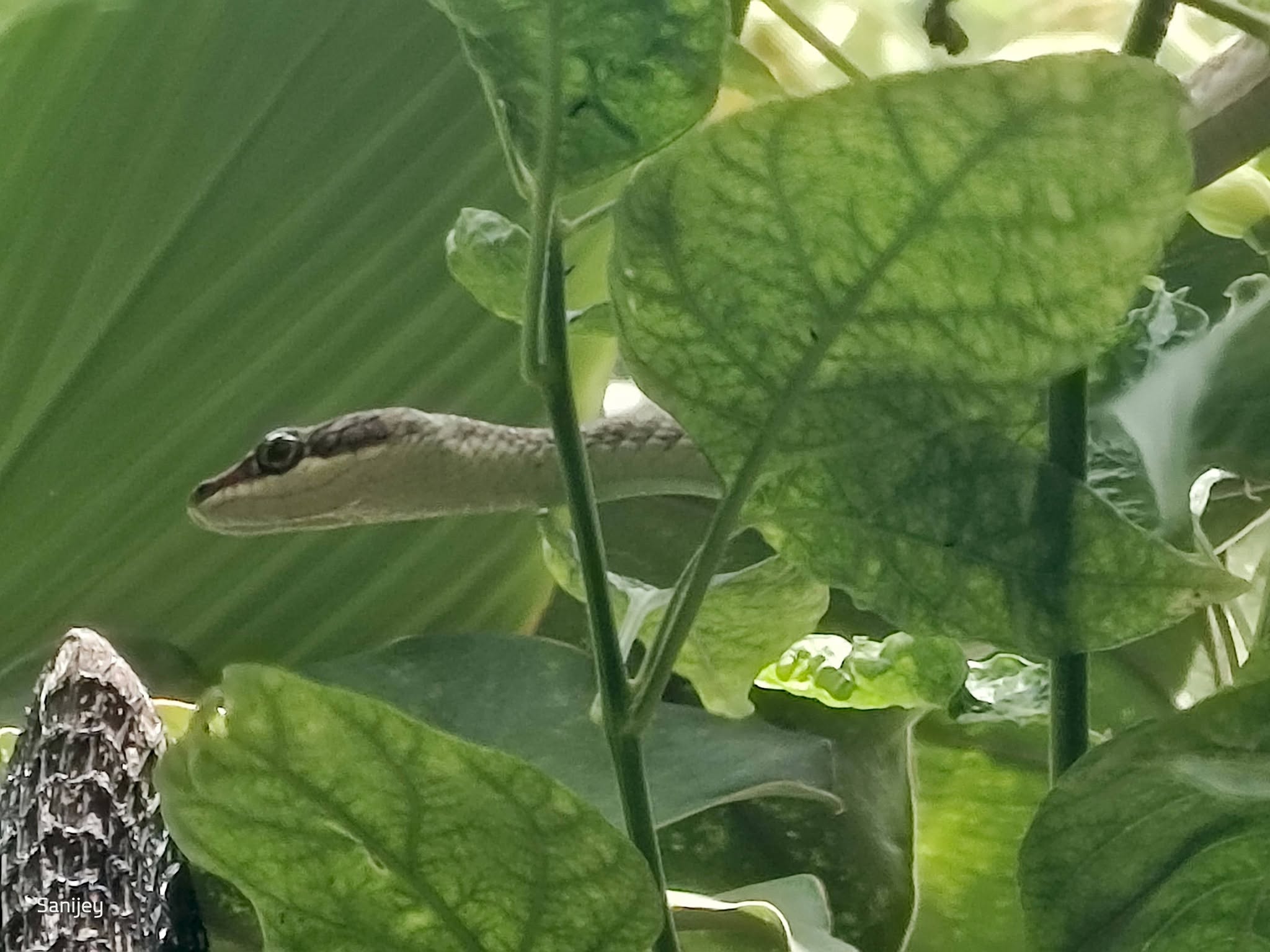 Close-up of a pale tan snake's head and neck emerging between broad green leaves, its dark eye and striped head visible.