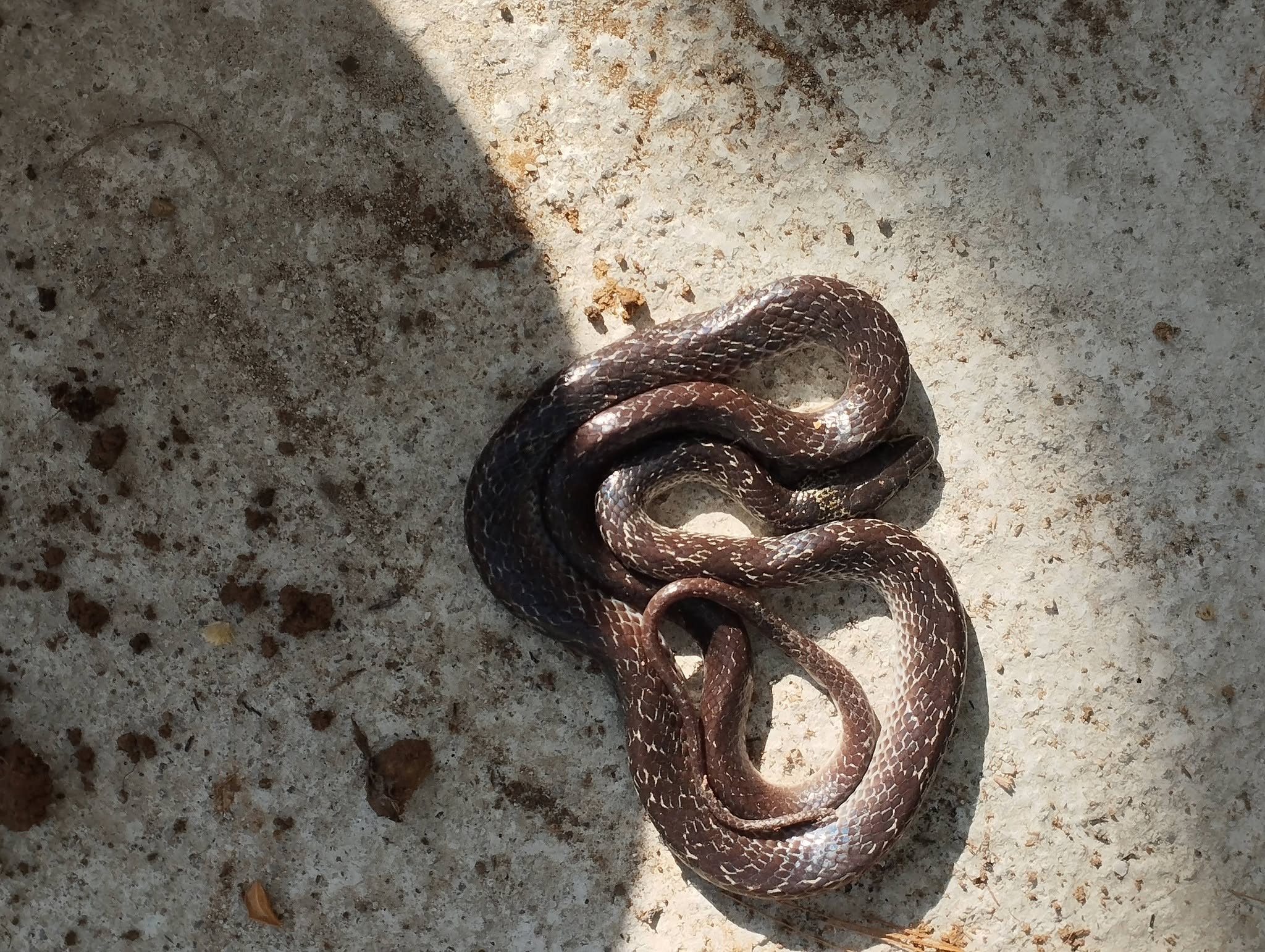 A glossy dark brown snake with fine cream flecking coiled in a loose figure-eight on a sunlit concrete slab.
