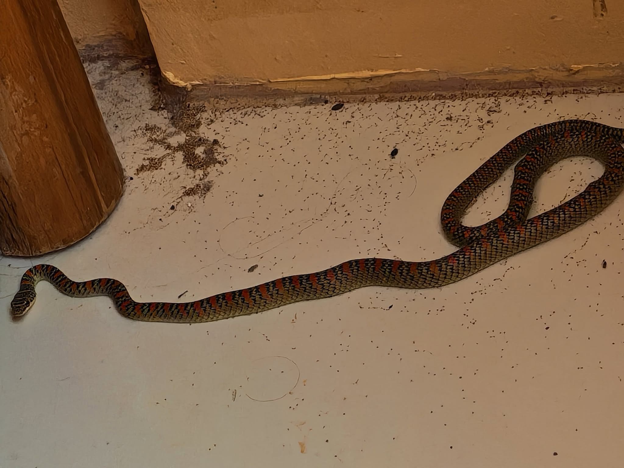 A slender snake with black scales and orange-red crossbands coiled loosely on a tiled floor beside a wooden post.