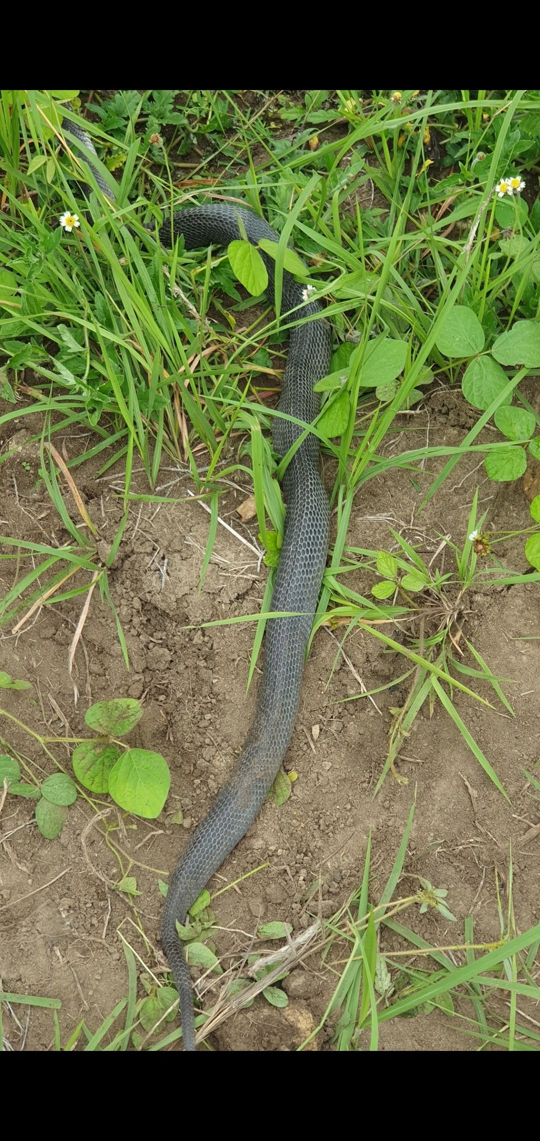 A dark grey-black cobra stretched out through grass and low weeds on bare soil.