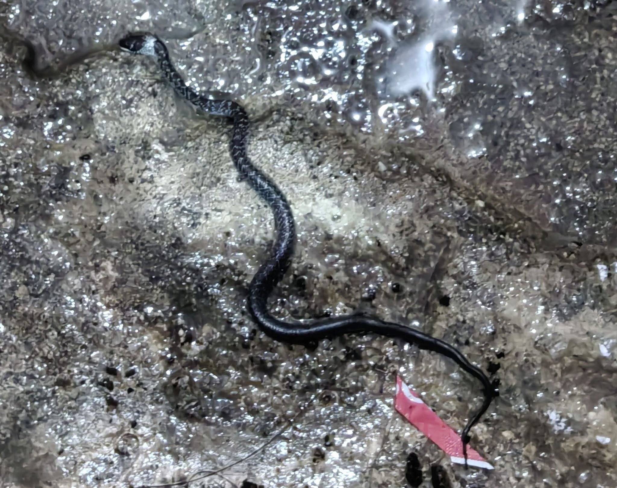 A slender black and white speckled snake stretched out across a wet, pebbled concrete surface near a red marker.