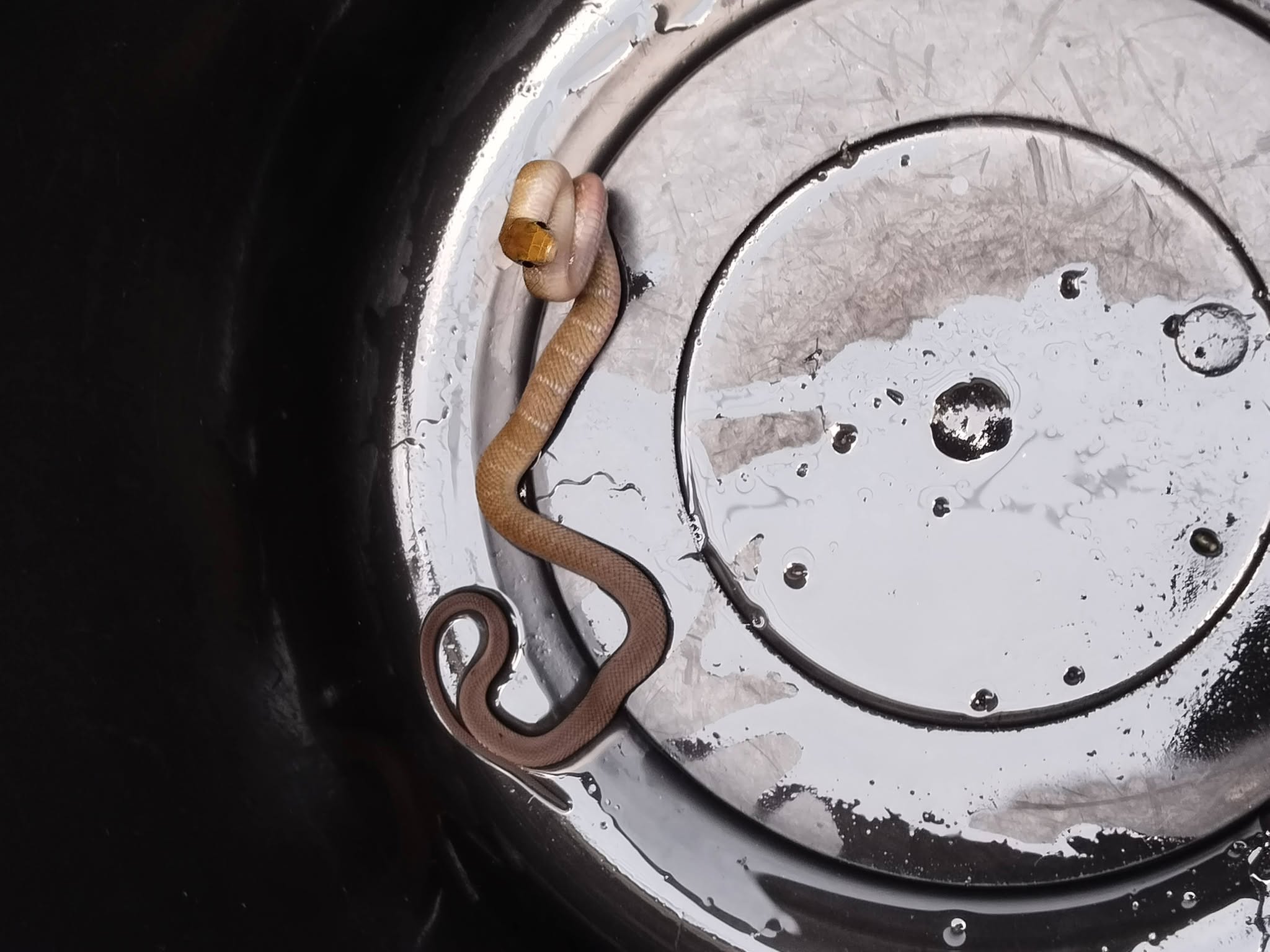 A brown snake with a pale cream head and neck, curled on the ridged metal lid of a large drum.
