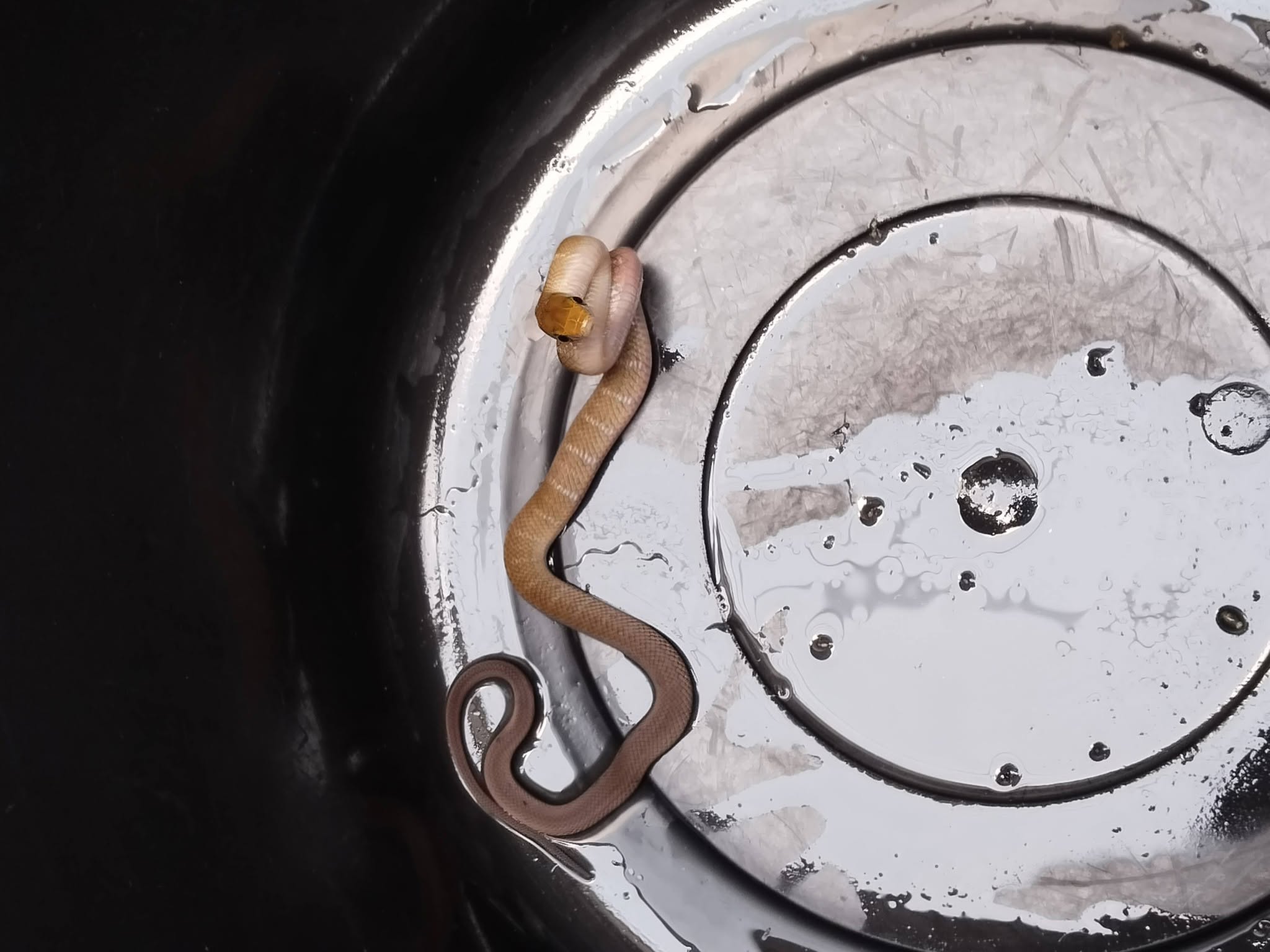 A young pale tan snake with a darker patterned head coiled loosely on the rim of a large metal cooking pot.