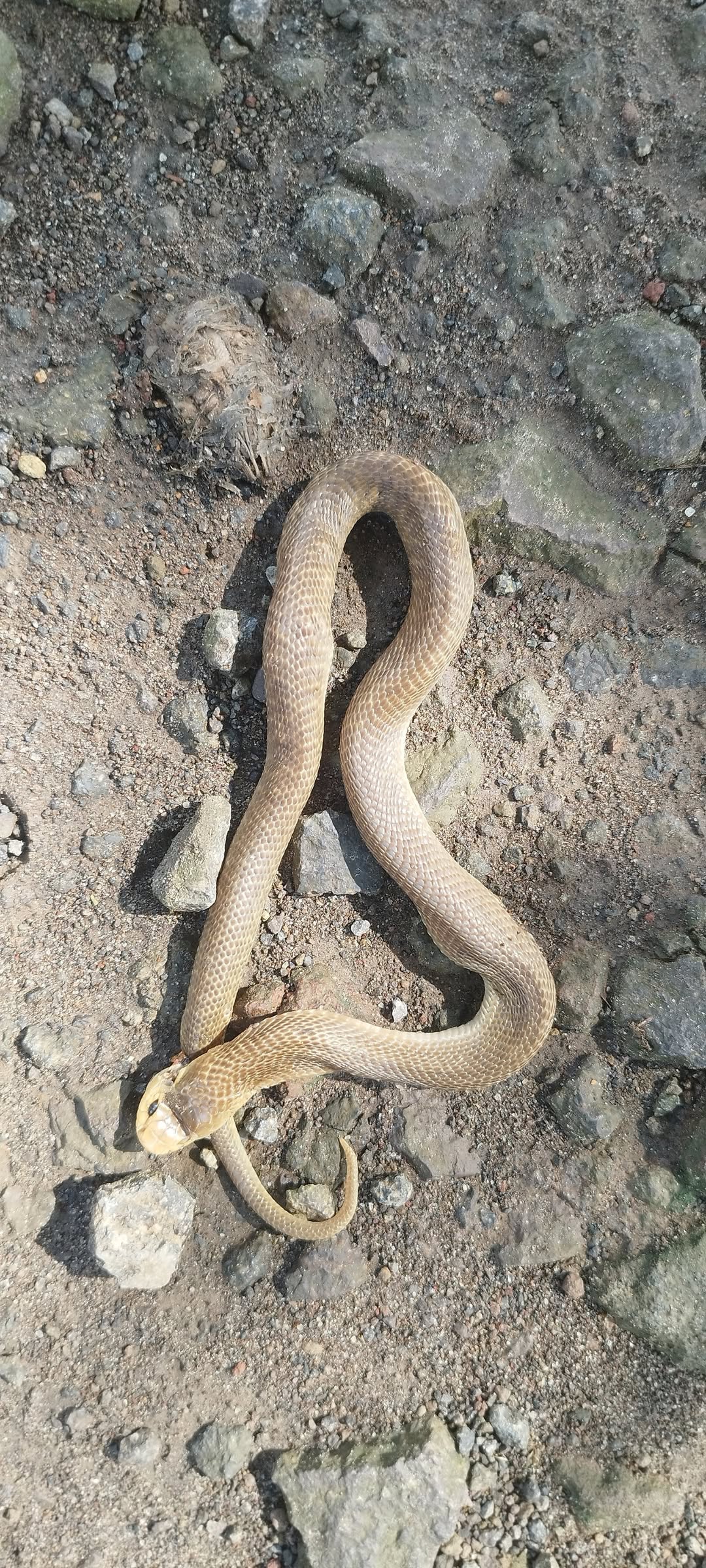 A pale tan cobra loosely coiled on rocky, sandy ground, its head resting near a small tuft of dried grass
