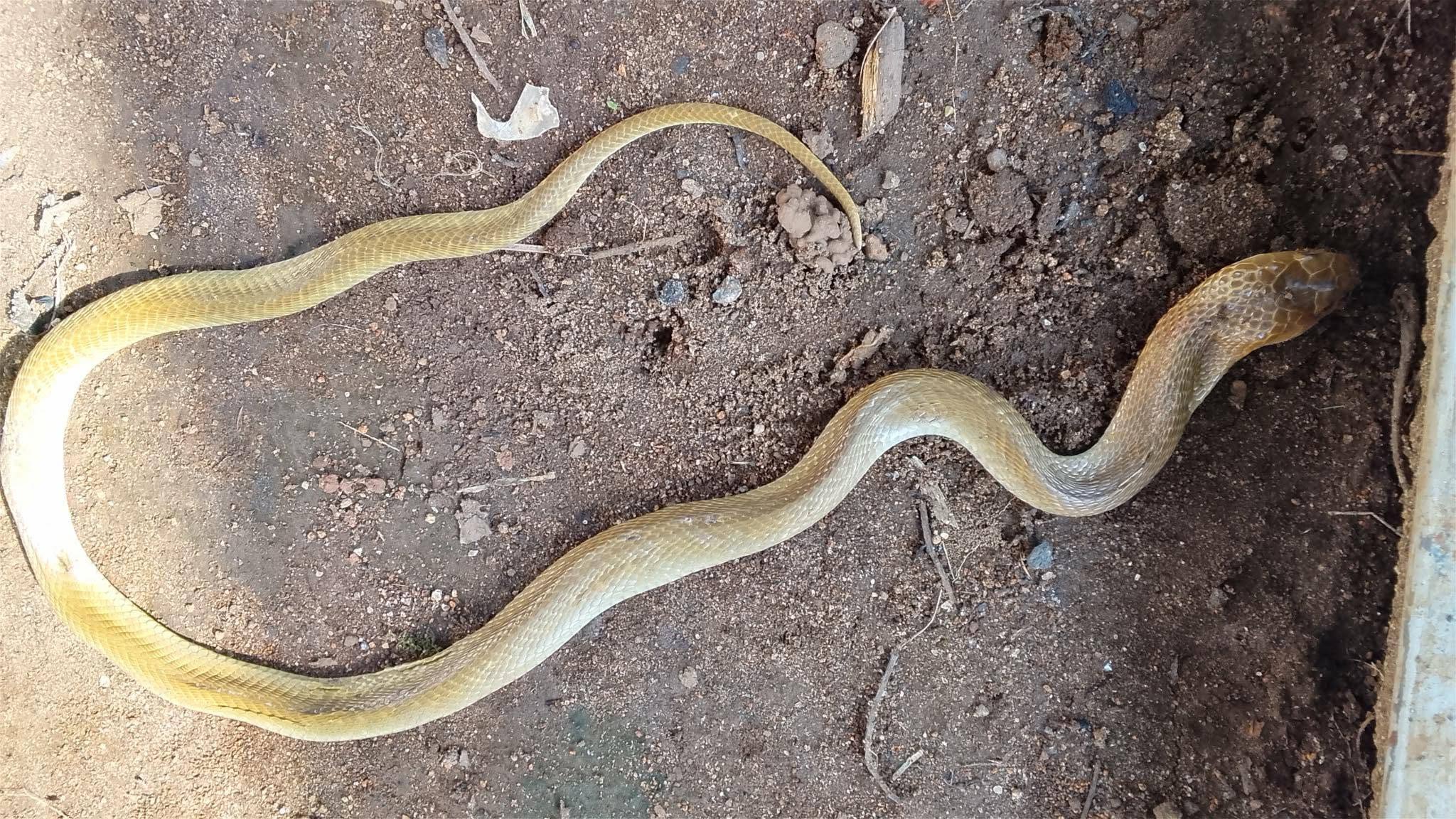 A pale yellowish cobra in a wide S-curve on packed dirt beside a concrete edge, head raised slightly off the ground.