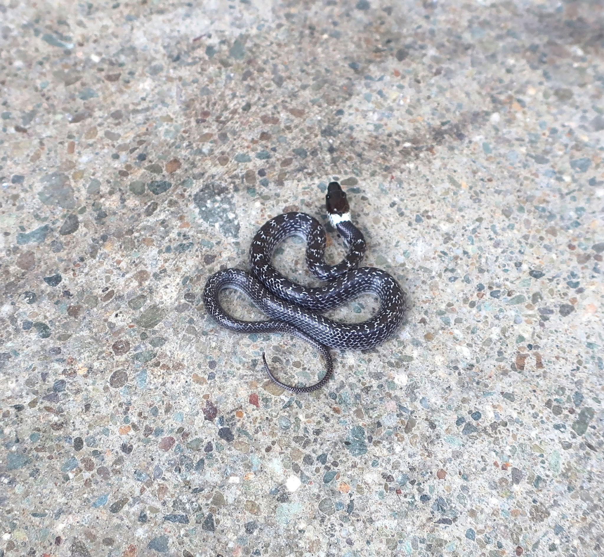 A dark grey wolf snake with fine white speckling and a white band behind its black head, coiled loosely on rough concrete.
