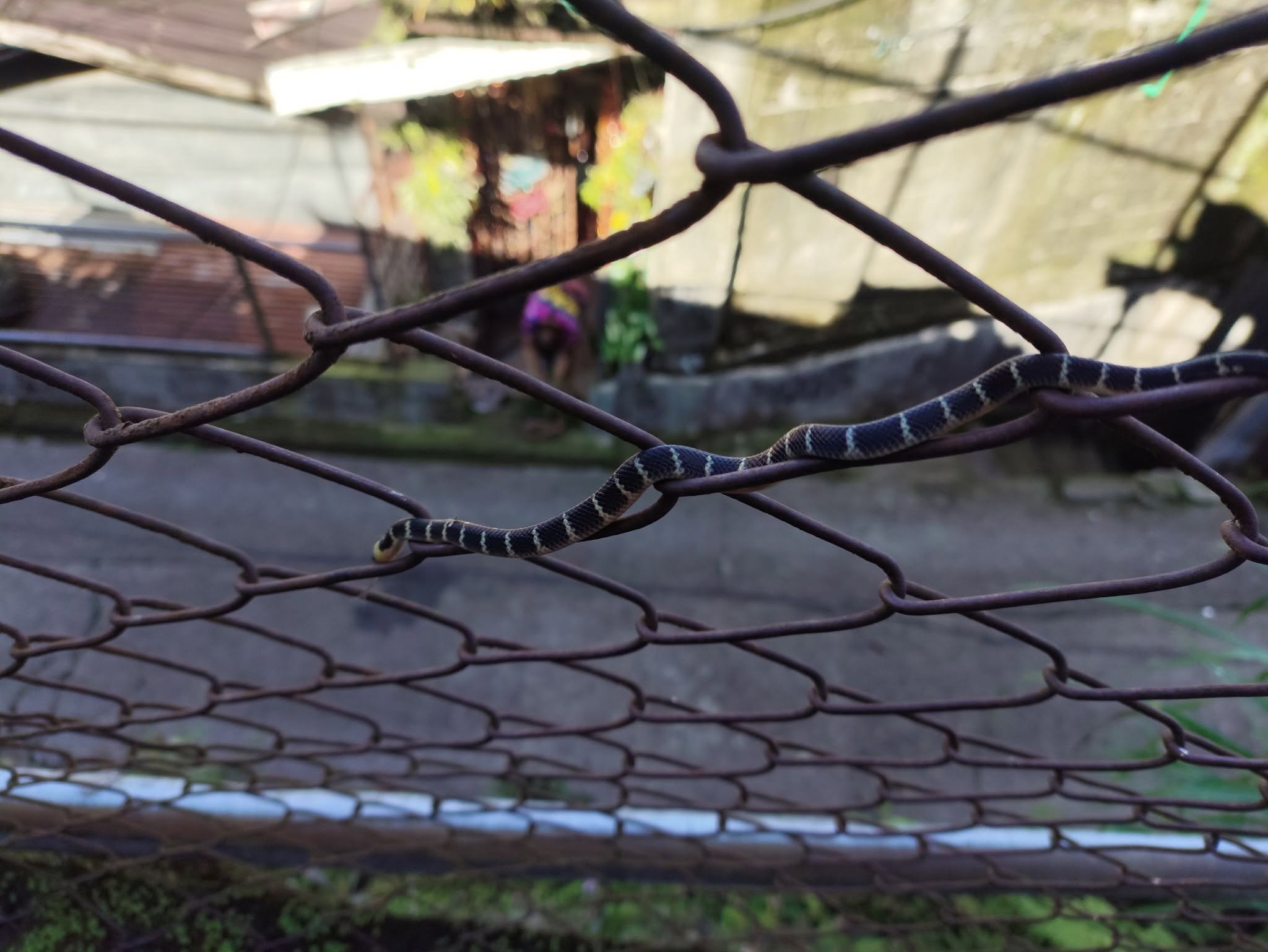 A slender snake with black and cream bands stretched across a rusty wire fence, with houses blurred in the background