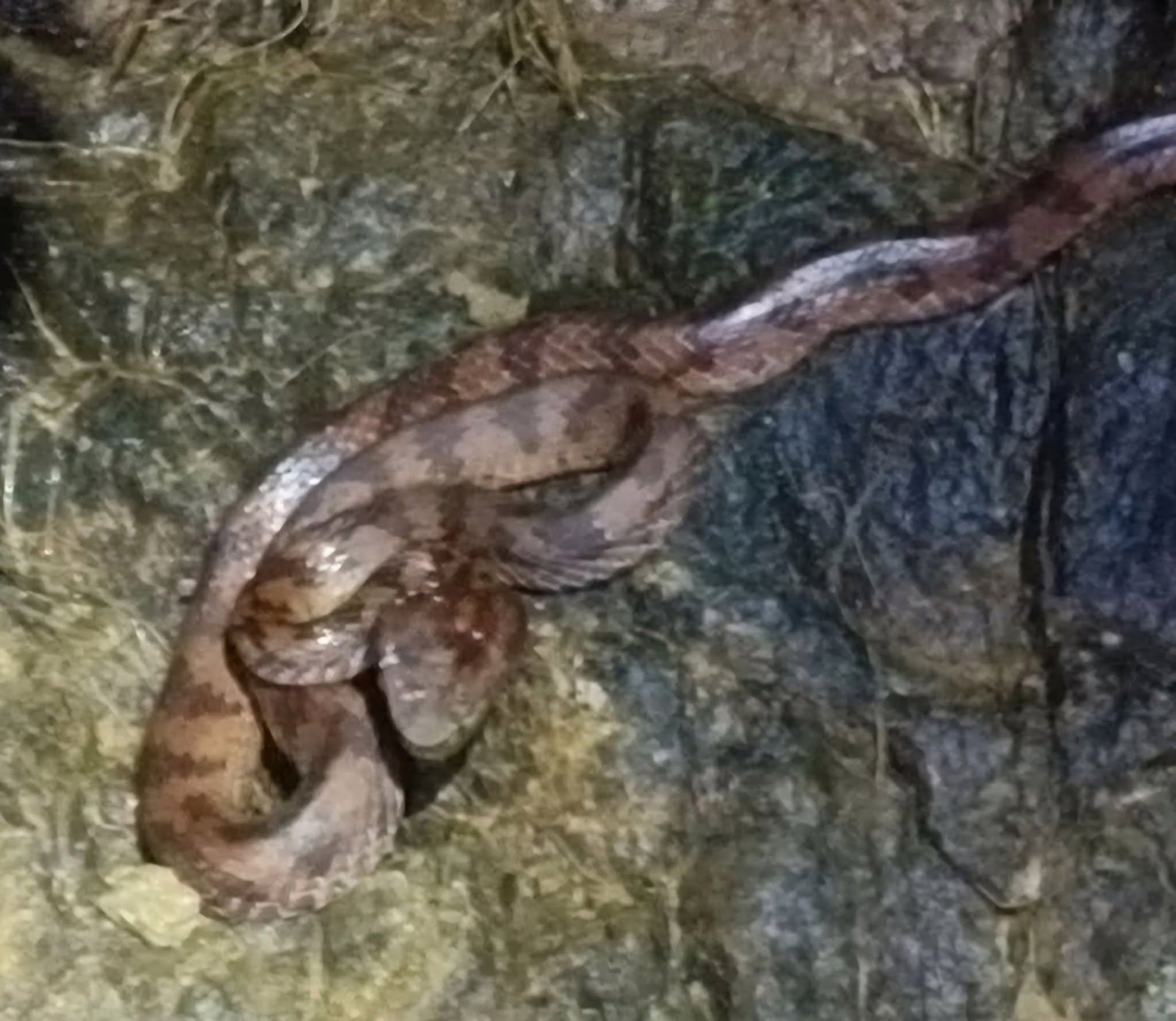 A reddish-brown snake with darker blotches coiled tightly on a damp mossy rock, caught in a camera flash at night
