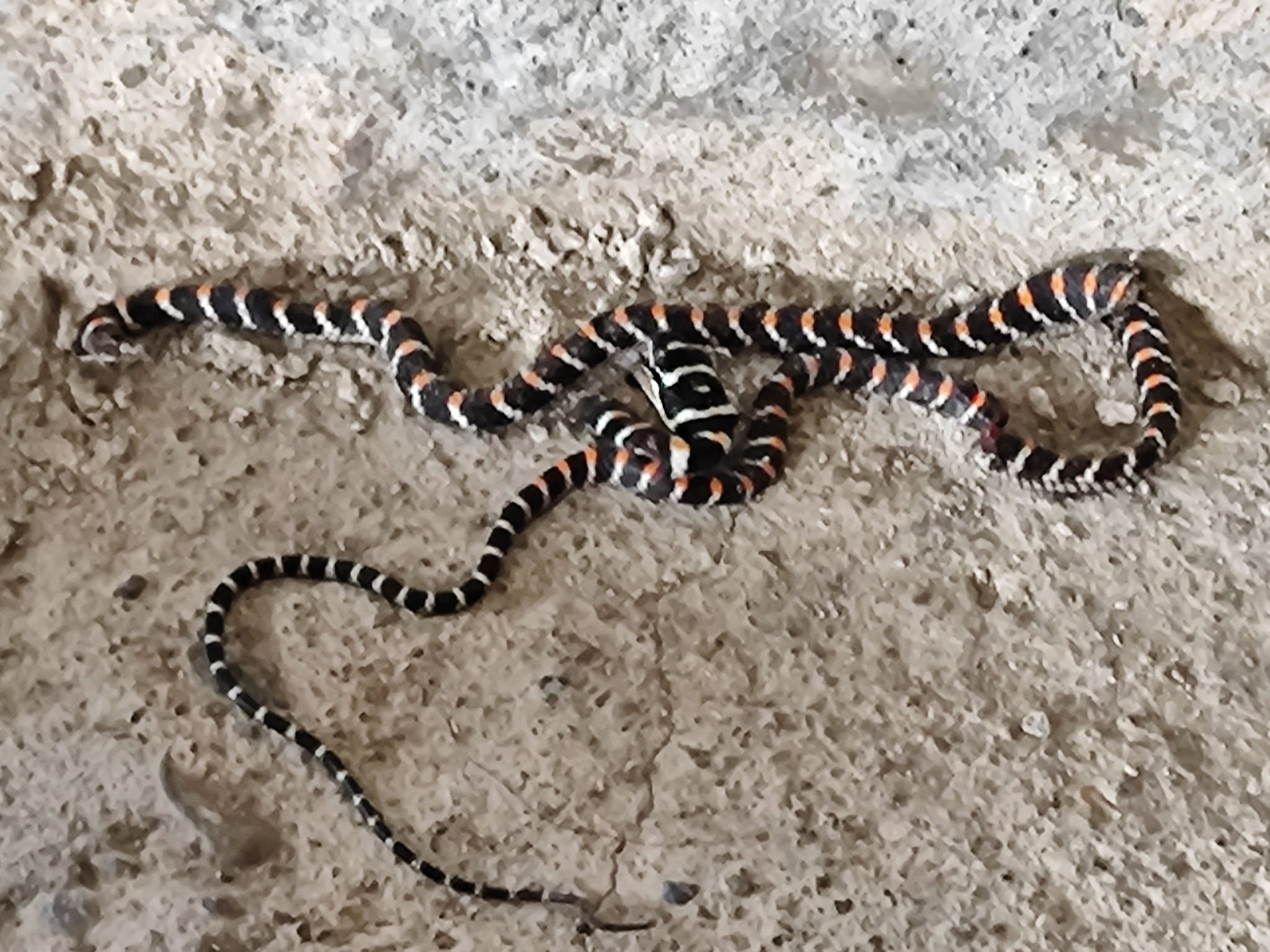 A thin black snake banded with white and orange curled into loose loops on a rough grey concrete floor.